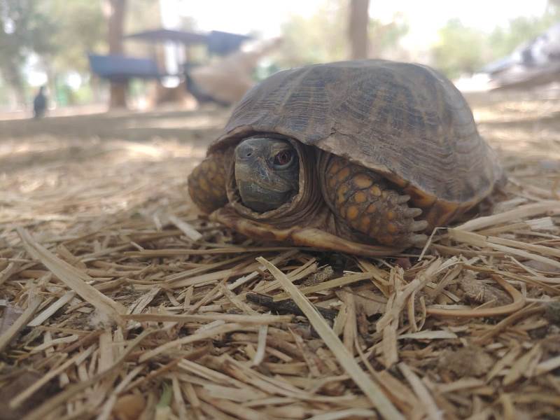 piden no abandonar animales en parque