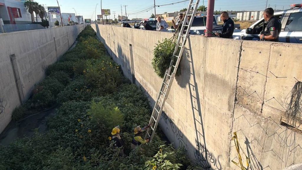 aseguran planta de marihuana