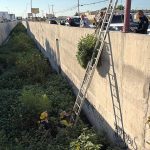 Asegura SSPM planta de marihuana localizada en un drenaje pluvial