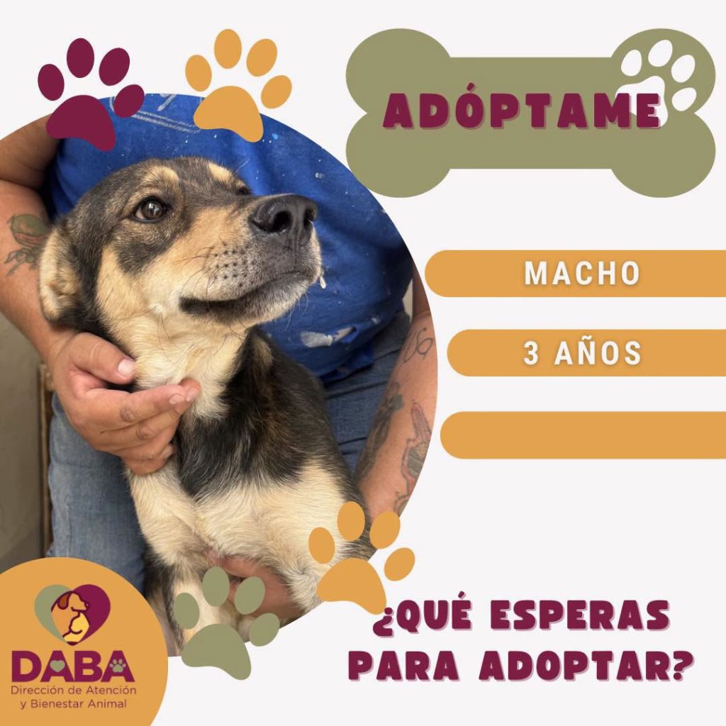 campaña adopcion mascotas