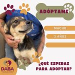 DABA mantiene en adopción a 85 perros y gatos en Ciudad Juárez