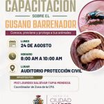 Capacitarán a personal municipal sobre gusano barrenador
