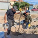 Vecinos impulsan forestación de camellón en colonia Universidad