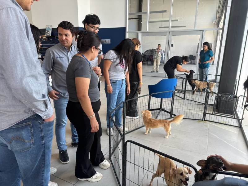 Daba.esterilizaciones y atencion gbg