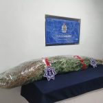 Aseguran 12 plantas de marihuana en vivienda de Las Haciendas