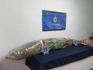 plantas de marihuana
