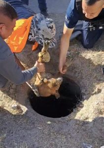 rescate perro atrapado