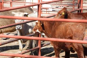 aumenta sacrificio animales rastro