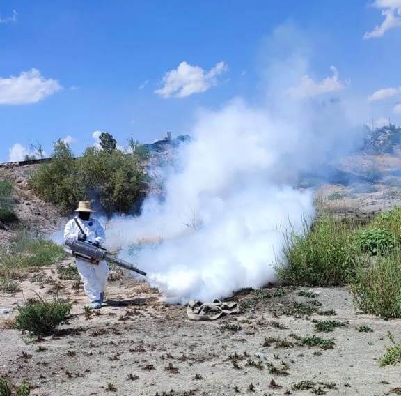 edo realiza termofumigaciones