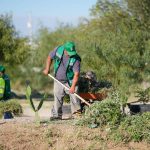 Partido Verde recupera 25 espacios públicos con jornadas de limpieza en Juárez